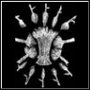 kodabones's Avatar